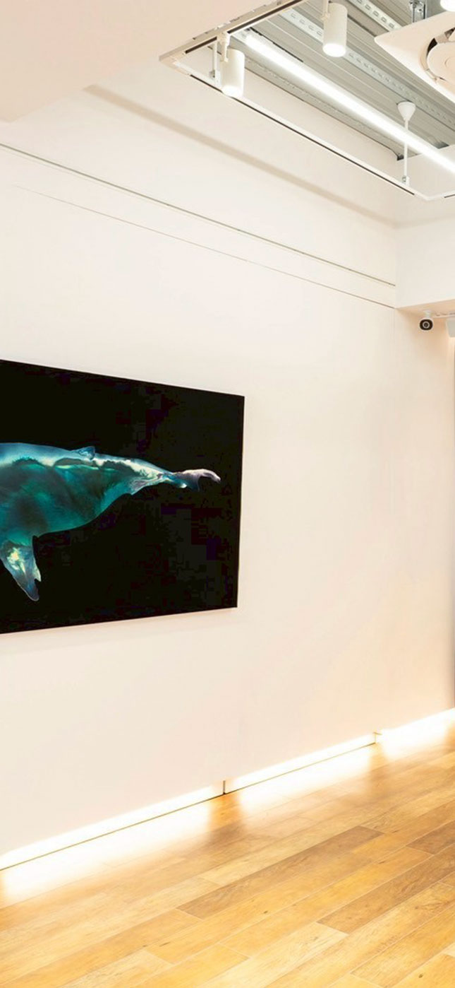 Mh gallery